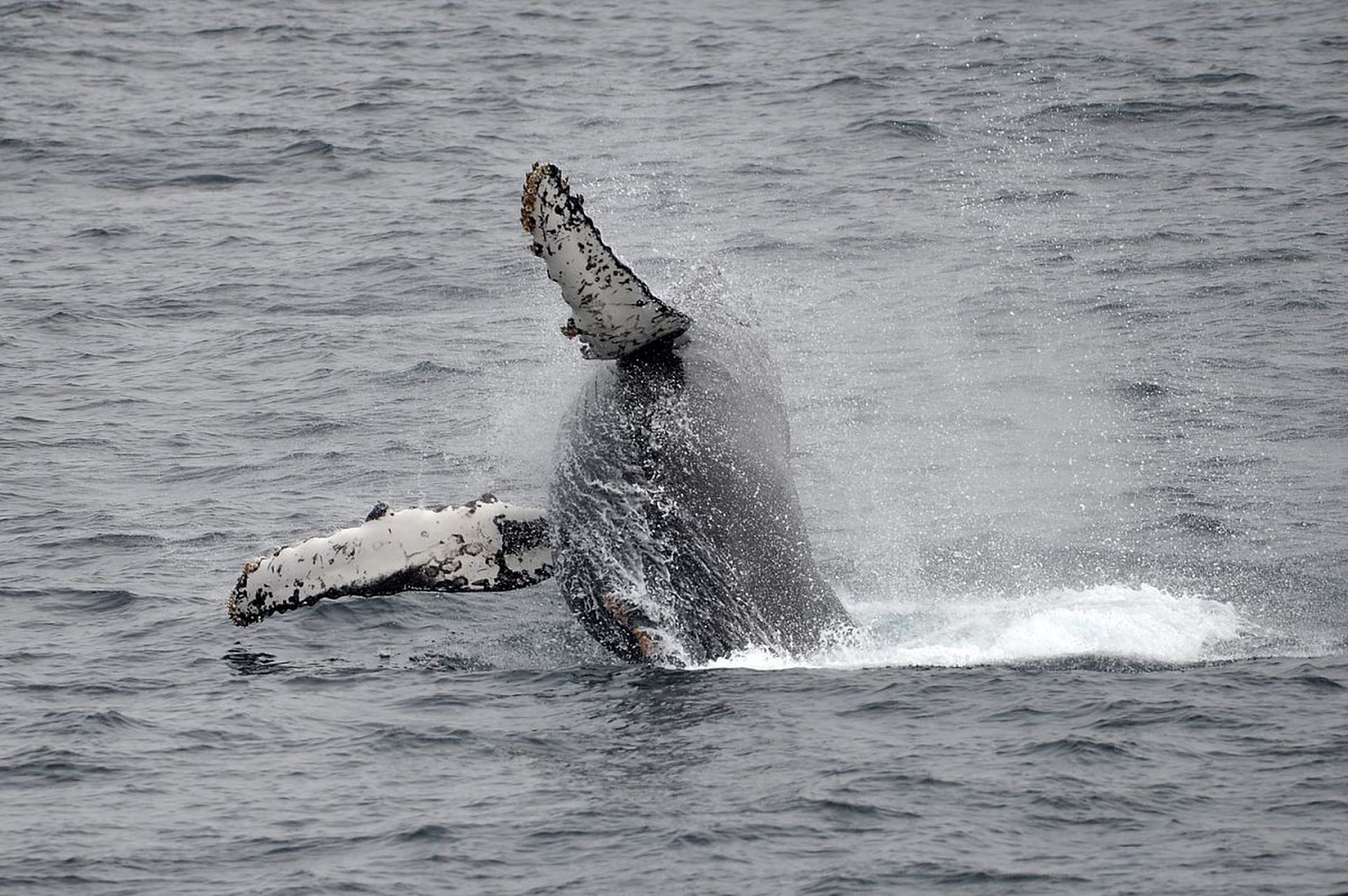 南极洲球队实力暴涨挑战国际竞争 南极洲球队实力暴涨挑战国际竞争